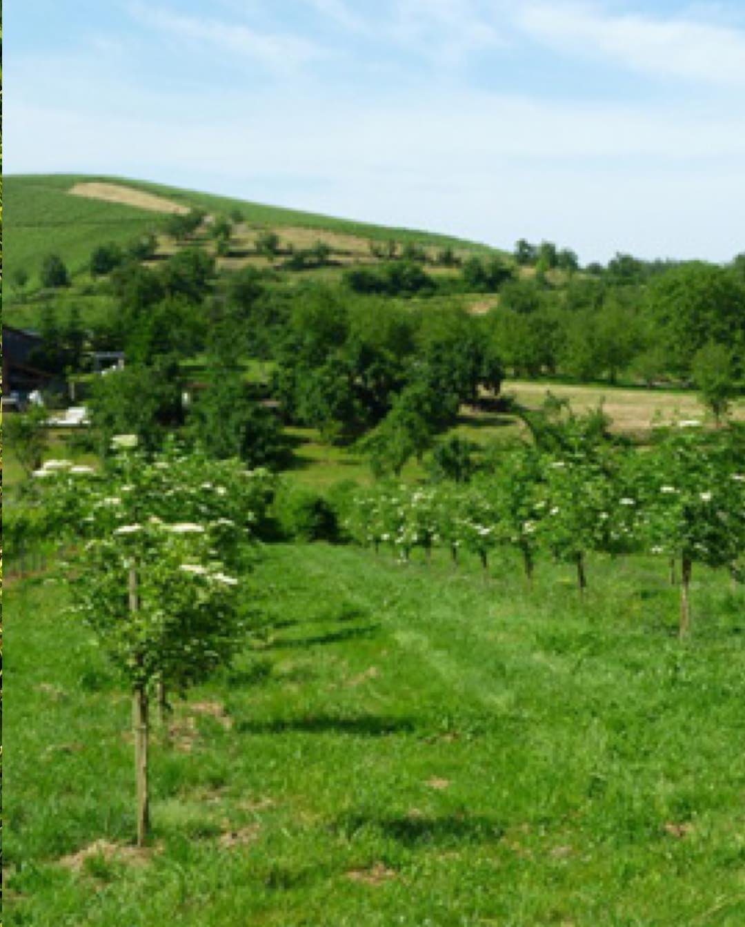 Holunderbäume in Nesselried